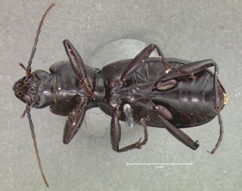 Media type: image;   Entomology 5609 Aspect: habitus ventral view